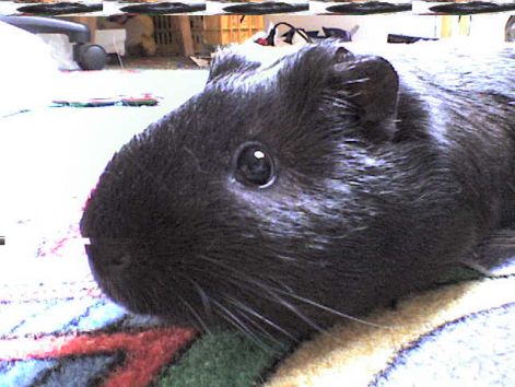 dsc00001_1.jpg
