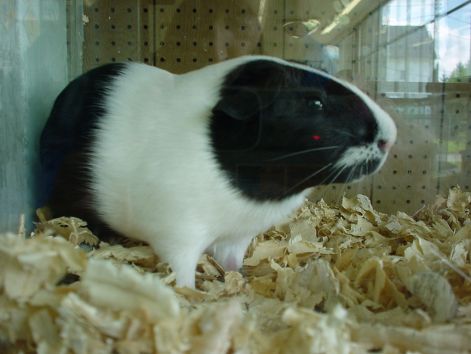 guineapig.jpg