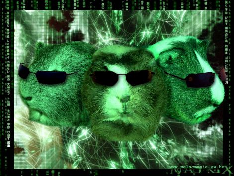 matrix.jpg