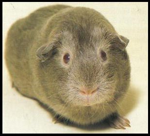 tengerimalac16.jpg